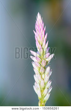 Poaceae is feels lonely. It is beaitiful and outstanding.