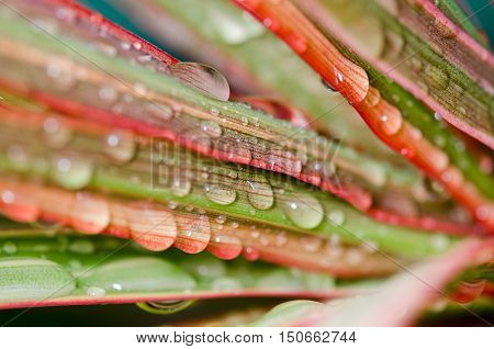 Dew on the grass in many colors