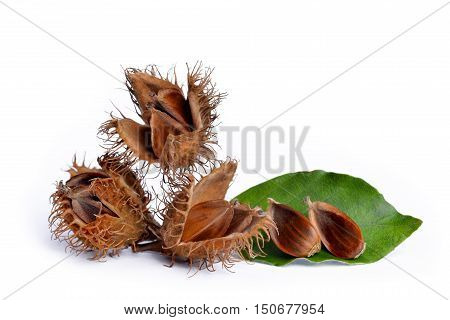 European beechnuts (Fagus sylvatica) isolated on white background.