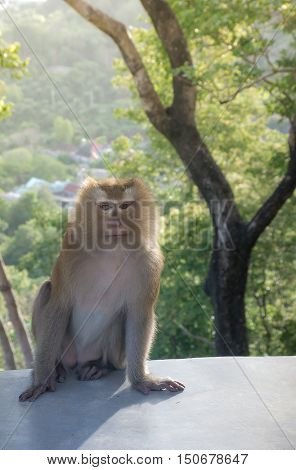 Monkey sit on the cement floor with funny face.It's live in forest at Khao Rang Hill PhuketThailand(popularity viewpoint in Phuket) with blurred forest background and sun light behind(AF focused)