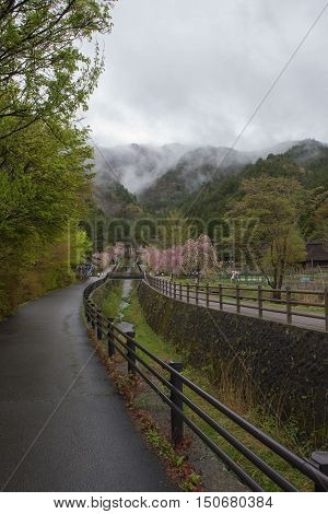 KAWAGUCHIKO, JAPAN - APRIL 28 , 2016 : Saiko Iyashi no Sato Nenba Old historical village  In the rainy season and pink Cherry blossom (Sakura). Kawaguchiko, Japan. APRIL 28 2016.