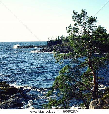 Lake And Pine Trees. Russian North. Valaam Island.