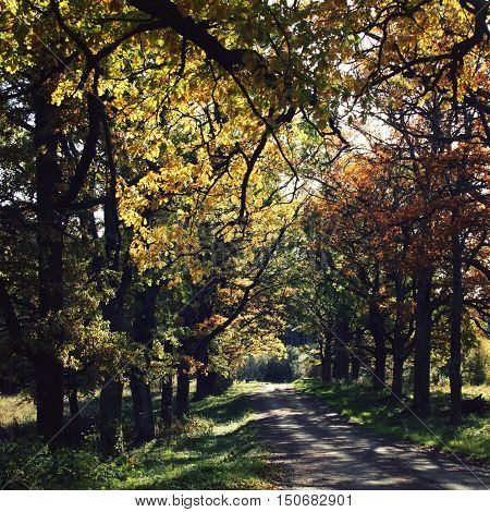 Oak Alley. Yellow Autumn Leaves. Valaam Island.