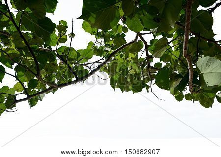 Coast Cotton Tree Yellow Mallow Tree on white background