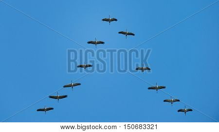 Common crane (Grus grus), birds migrating, flying in formation.