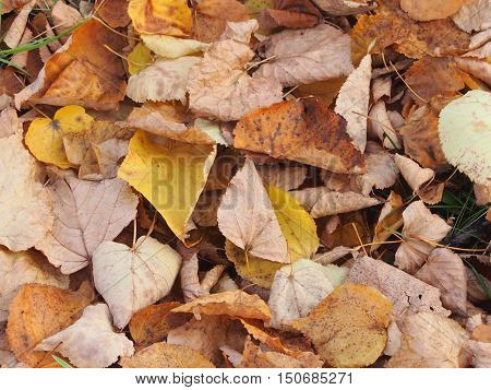 Soft carpet from autumn yellow fallen leaves