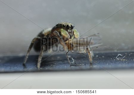flora, animals, insects, spiders, spider, arachnid, arthropod, predator, predatory insects