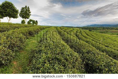 Tea planation line over high hill, north of Thailand, natural landscape background
