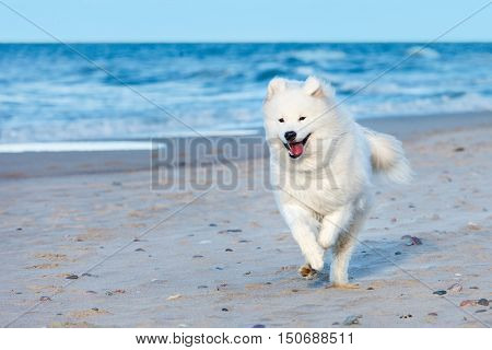 white Samoyed dog runs along the beach near the sea