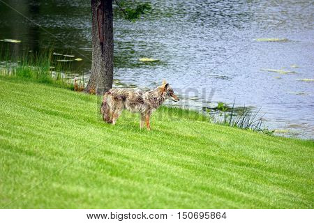A wild coyote (Canis latrans) stands beside the shore of a small lake in the Wesmere Country Club subdivision of Joliet, Illinois during May.