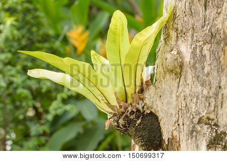 Asplenium Nidus Growing On The Trees Eyes