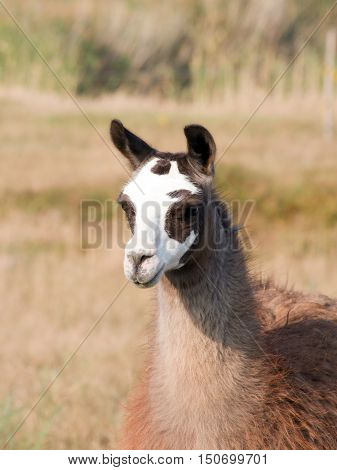 The llama (Lama glama) in a pasture.