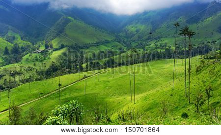 Beautiful green valley and wax palm trees in Cocora Valley near Salento Colombia
