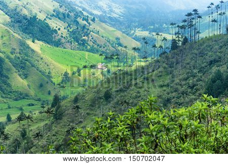 Landscape of wax palm trees in Cocora Valley near Salento Colombia