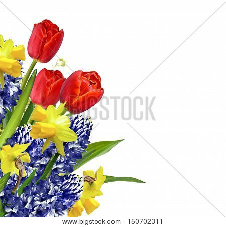 The branch of lilies of the valley flowers isolated on white background. tulip narcissus