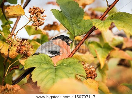 Bullfinch with red breast feeds on seeds of bushes in the autumn