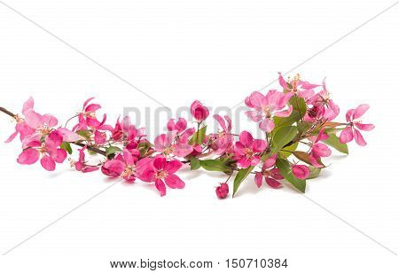 pink flowers of apple isolated on white background