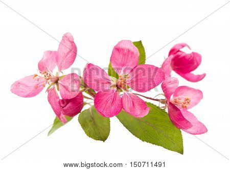 pink flowers of apple isolated on white background