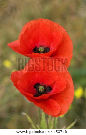 Coquelicots
