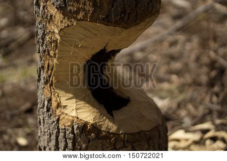 Oak tree gnawed halfway through by beavers