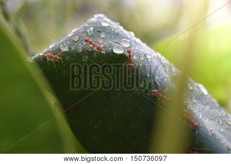 Red ant mimic spider be the spider jumps one species