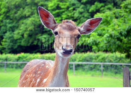 Curious small deer in the wildlife park looking at the camera Germany