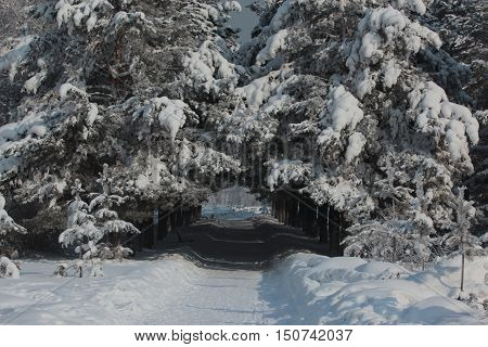 landscape, nature, winter, trees, pine, snow, tunnel, flora, Park