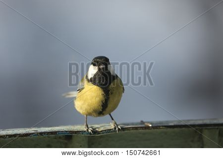 flora, animals, bird, tit, titmouse, semeistvo simicevic, passerine, friends