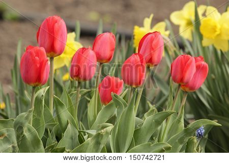 flora, flowers, plants, Tulip, tulips, perennial herbaceous bulbous plants, the Lily family, Liliaceae