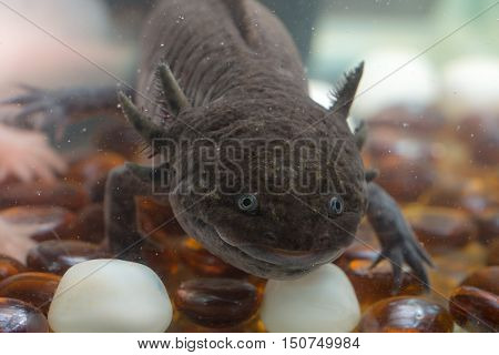 domestic axolotl in the aquarium close up