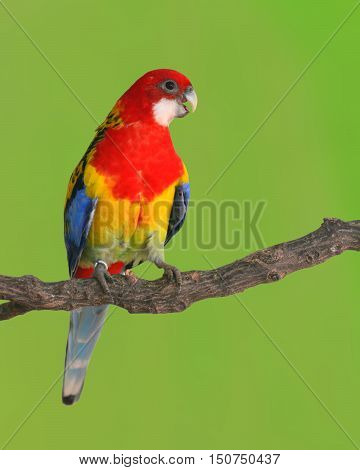 Eastern Rosella Parrot Bird