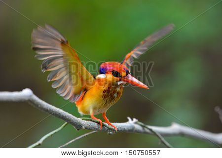 Oriental Dwarf Kingfisher Bird