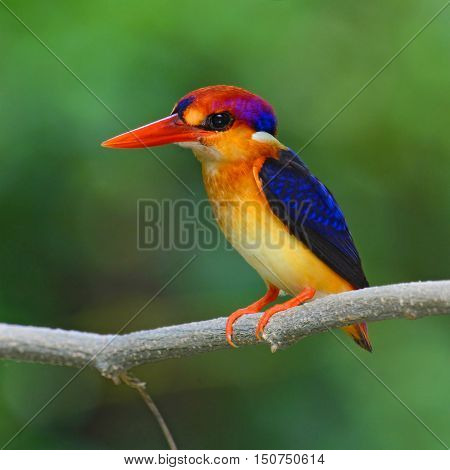 Oriental Dwarf Kingfisher Bird