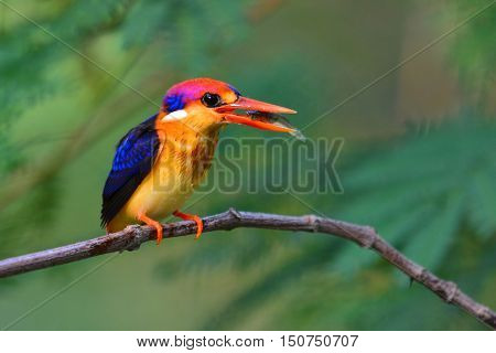 Oriental Dwarf Kingfisher Bird