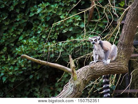 Closeup of a ring tailed lemur (Lemur catta