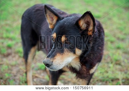 Yard Dog Looks