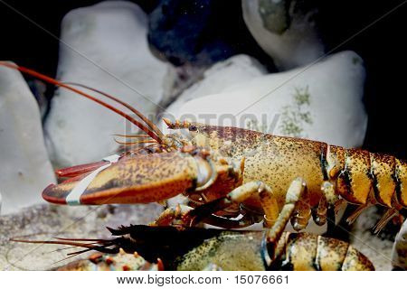 Langosta en acuario