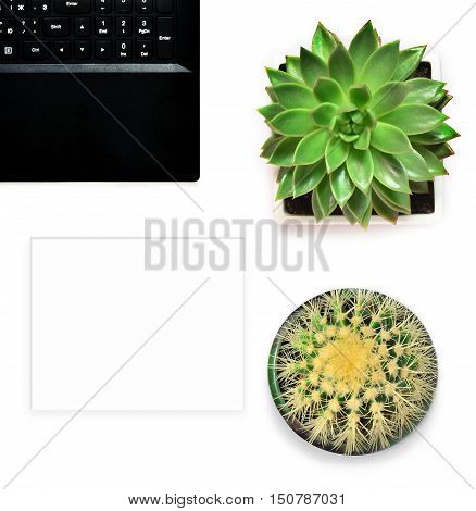 Laptop flower and cactus in a flowerpot on a white background