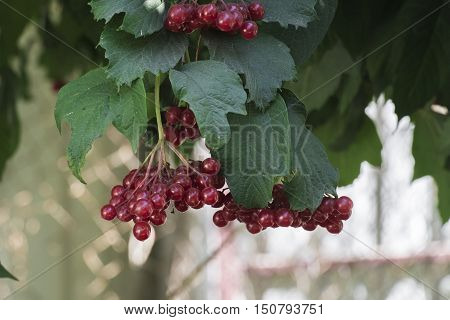 Bunch of Viburnum on a bush (Viburnum opulus)