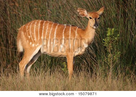Femmina di antilope Nyala