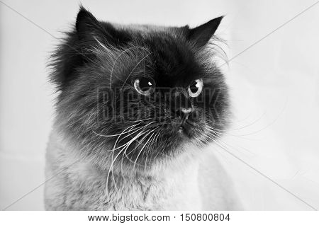 Himalayan cat with a hairstyle sits in half-turn isolatedstudio
