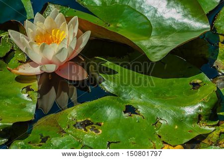 a beautiful flower-filled white waterlily sunlit / close-up of  a flowery waterlily