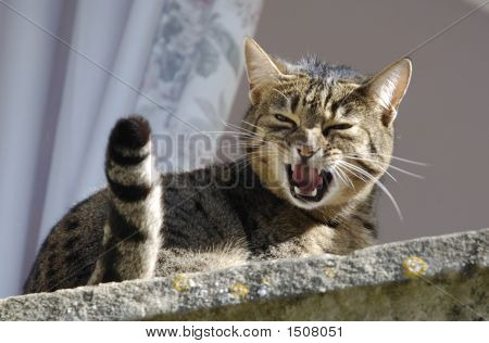 Bengal kedi