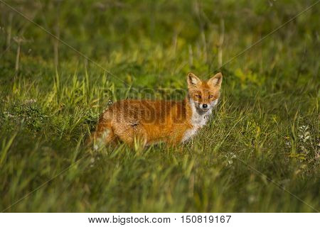Fox in meadow/Red Fox in grassy meadow.