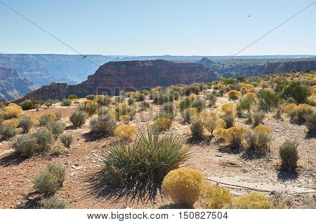 Plants Of Grand Canyon