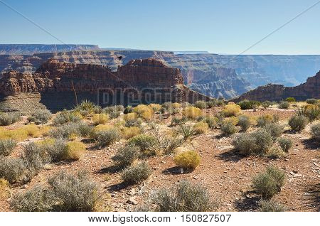 Plants Of Grand Canyon