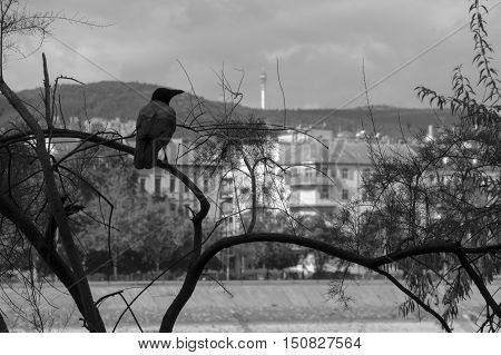 The bird and the wait of the perfect moment