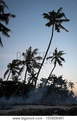 Palms in the smoke tropical beach, exotic vacation holidays