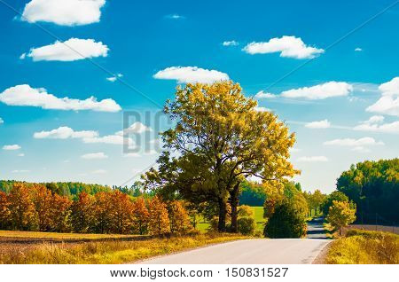 colorful tree and path in autumn meadow near the forest