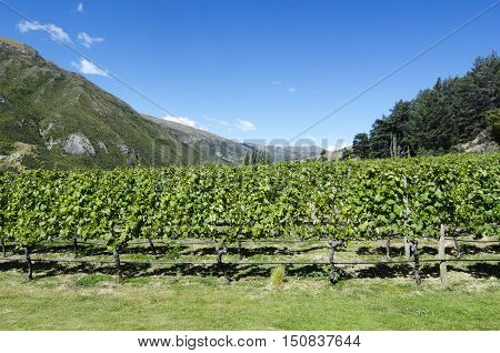 Otago - New Zealand
